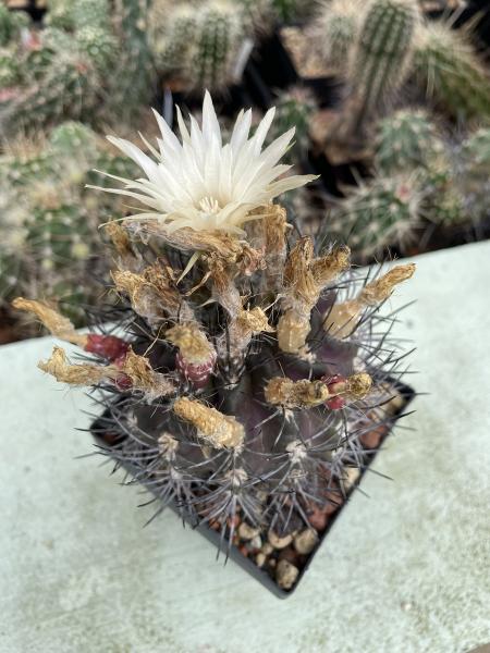 Neochilenia paucicostata